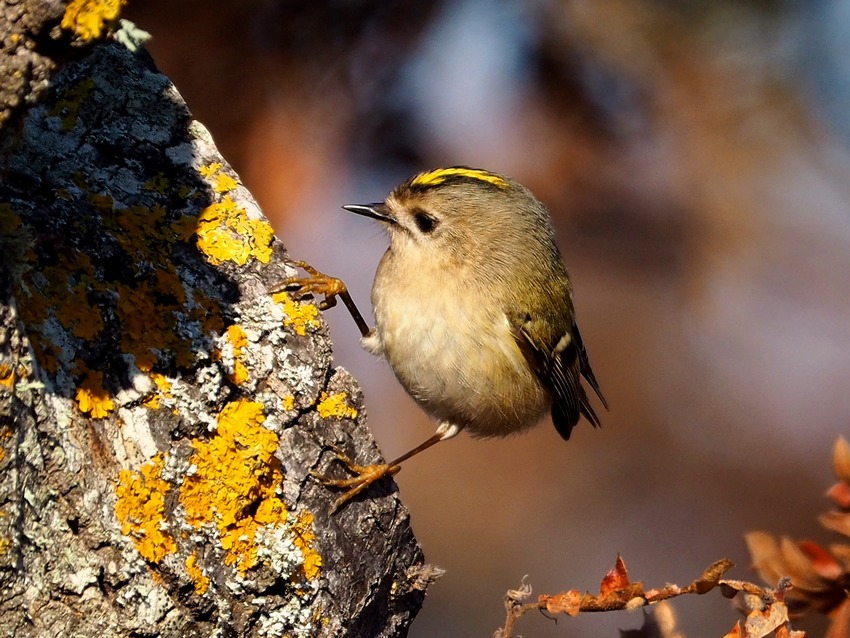 Regolo e Fiorrancino (Regulus regulus e Regulus ignicapilla)